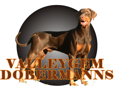 valleygem dobermanns